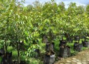 Rintis Agro Buah Organik, Konservasi Persiapkan Bibit Unggul Durian